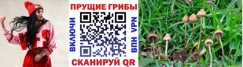Псилоцибиновые грибы Psilocybine cubensis  Камешково 